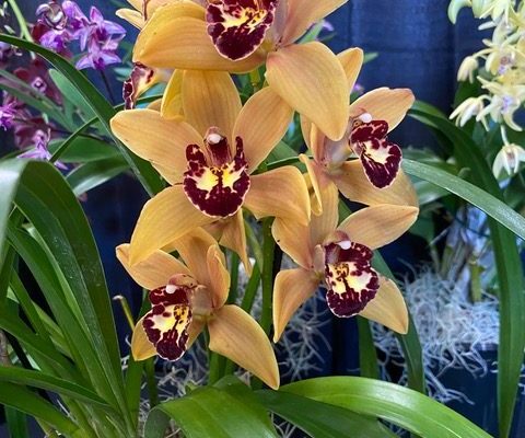 OrchidSeminar1_2026 OrchidSeminar1_2026