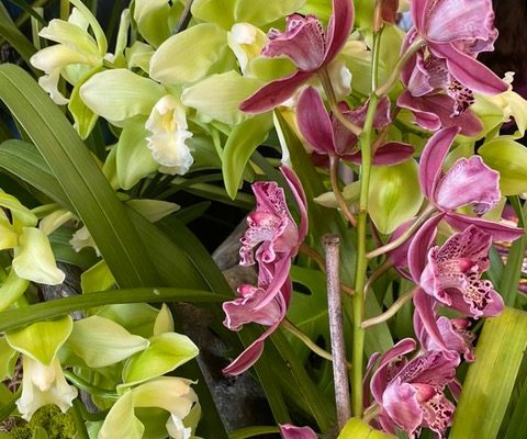 OrchidSeminar2_2026 OrchidSeminar2_2026