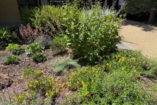 Burlingame garden 2 Burlingame garden 2