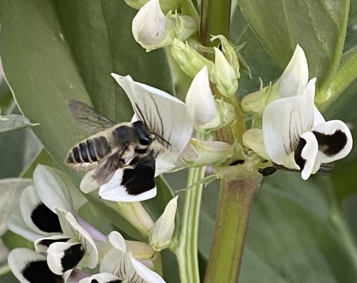 Leafcutter bee (Megachile perihirta) on fava flower _L. Trulio 2 Leafcutter bee (Megachile perihirta) on fava flower _L. Trulio 2